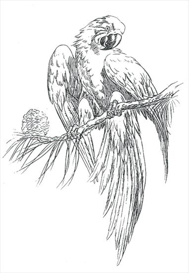 Tatoo - Papuga 1.gif