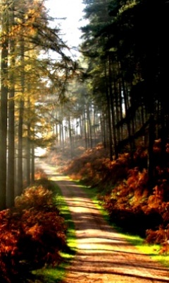 Tapety Omnia - Autumn_Road.jpg
