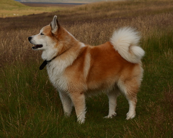 Rasy psów - Islandzki szpic pasterski.jpg