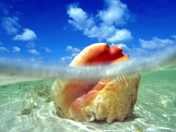 Życie w oceanie - Sunken Treasure, Conch Shell, Bahamas.jpg