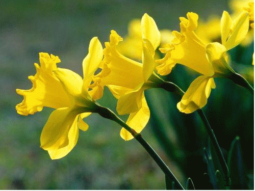 Kwiaty - daffodils.gif