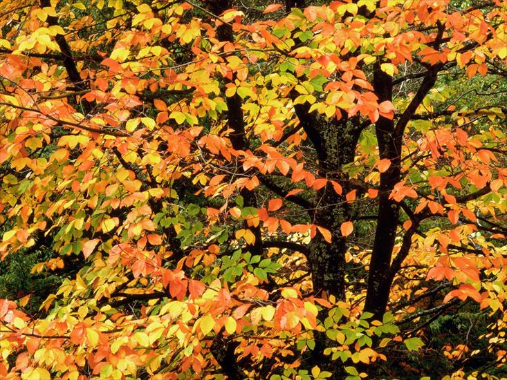 Jesień - Beech Tree in Autumn, Washington Park, Portland.jpg