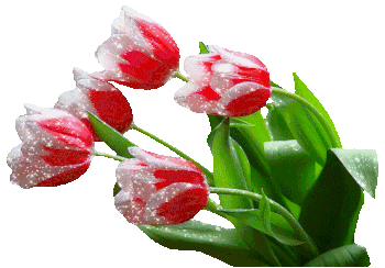 56wyslano-tulipanki - 1155337NRvMLQn1.gif