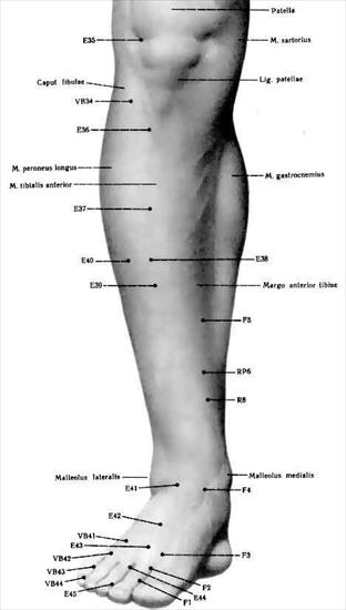 Meridiany anatomicznie - acu121.jpg