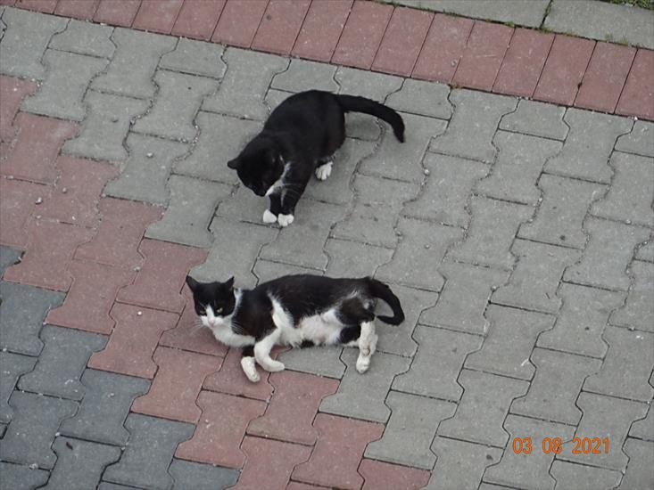 Koty w Pszowie z Sierpnia zrobiły Marzec - DSC06562.JPG